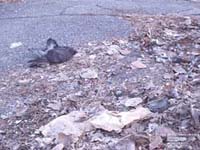 Oiseau mort, Montr�al,QC