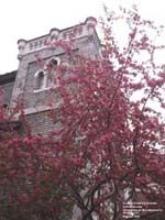 Printemps sur la rue Ste-Catherine, Montr�al,QC