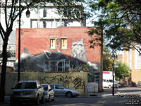 Racoons, Montr�al,QC